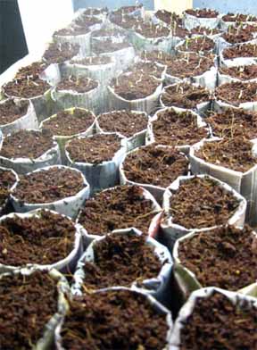 newspaper-pots.jpg