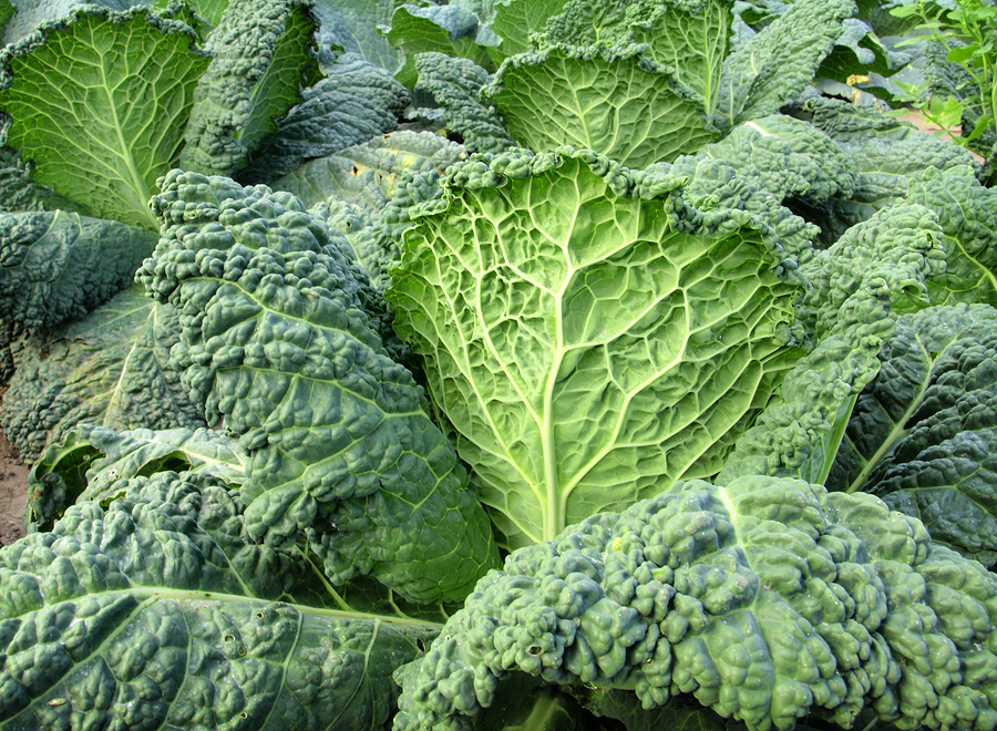 bigstock-green-kale-27084203
