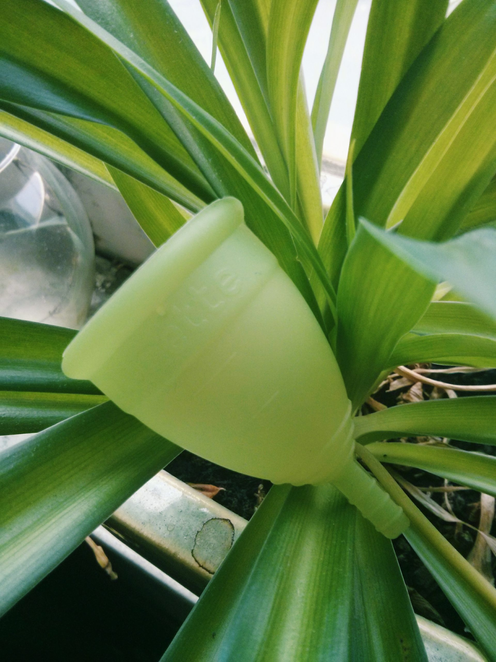 After cleaning - it matches this spider plant!