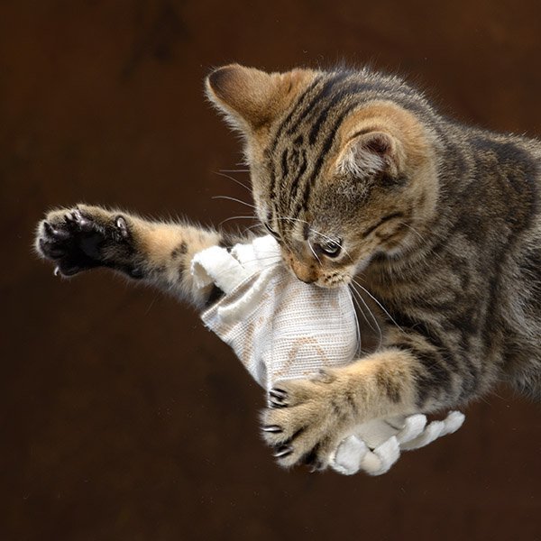 cat toy